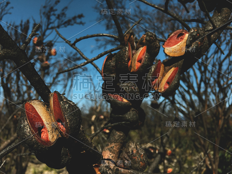 近距离观察澳大利亚本土植物瓦勒姆哈克亚(Wallum Hakea)的种子荚在森林大火后裂开