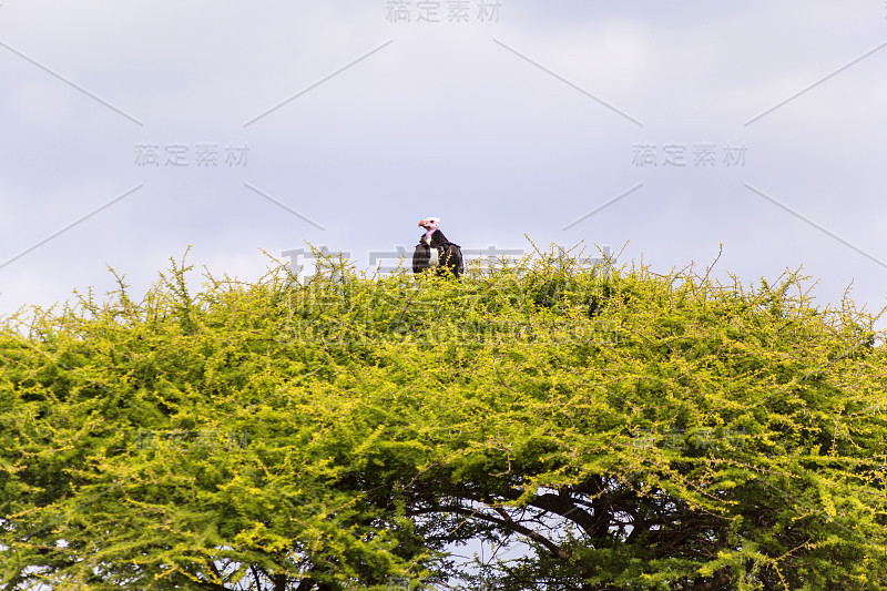 非洲秃鹰