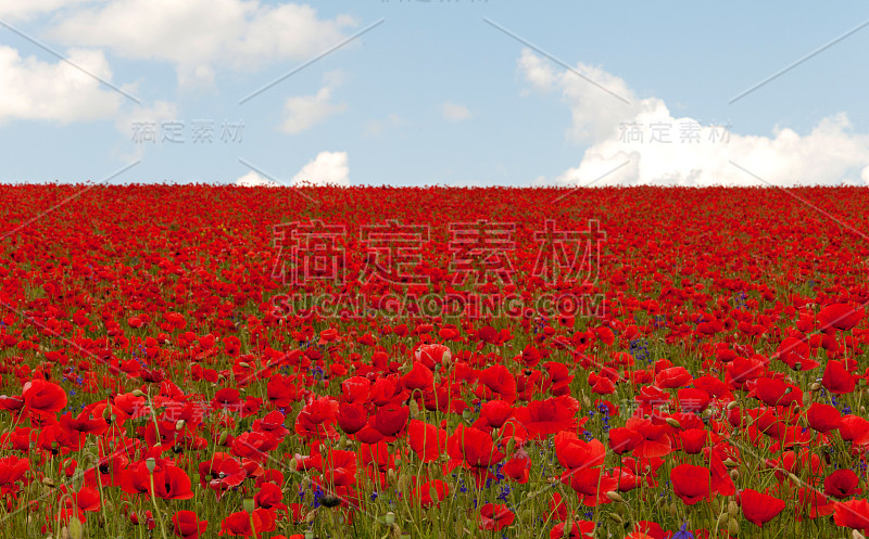 红色的罂粟田。自然背景