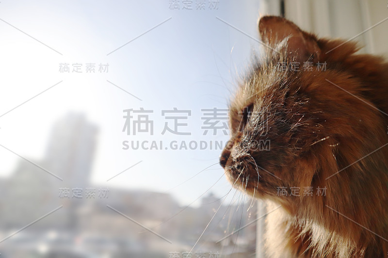 姜长毛猫坐在家里的窗台上。