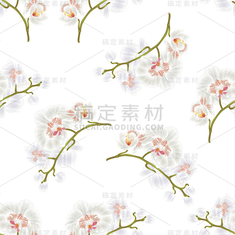 纹理无缝，枝干、兰花、蝴蝶兰、白花、热带植物、绿色茎、芽、年份矢量植物插图