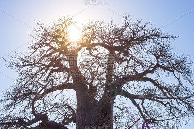 猴面包树与太阳星背光，非洲大草原与晴朗的蓝天日出。博茨瓦纳是非洲最具吸引力的旅游目的地之一。