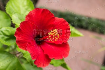 美丽的红色芙蓉花