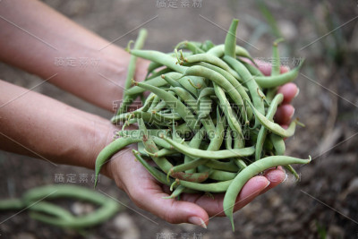 一个女人手里的一堆青豆