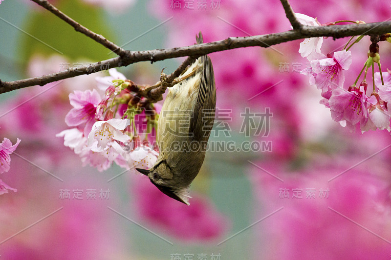 台湾玉华以粉红色的花