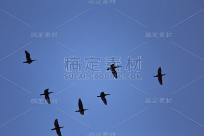 一只美丽的鸬鹚在蓝天的背景