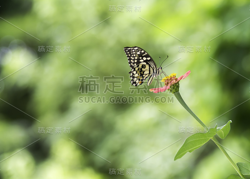 石灰蝴蝶从百日菊中吸取花蜜