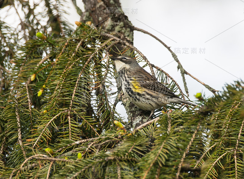 黄背林莺(Dendroica coronata)