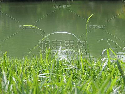 草和水