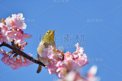 日本白眼和樱花