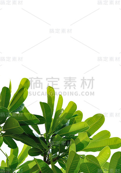 叶子闭合孤立的背景