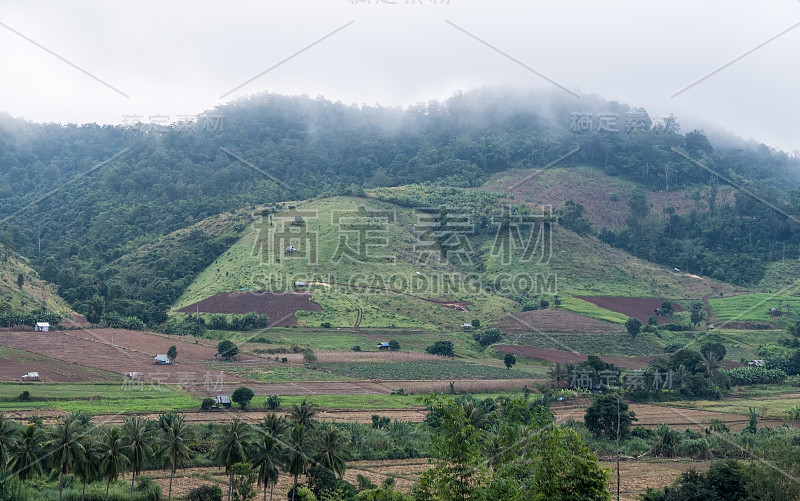 当地农民在山上的种植园。