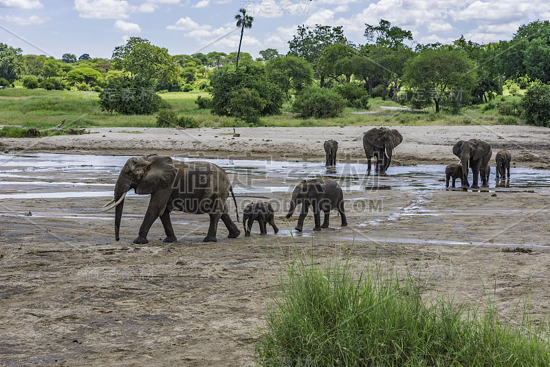 非洲丛林象(Loxodonta africana)，也被称为非洲草原象，坦桑尼亚的塔兰吉尔国家公园