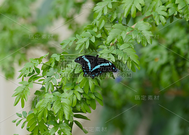 树叶上的大黑蓝蝴蝶