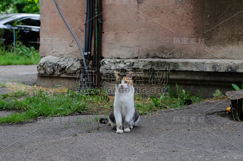 那只带斑点的猫正坐在街上。这只流浪猫正在散步。被遗弃的宠物。