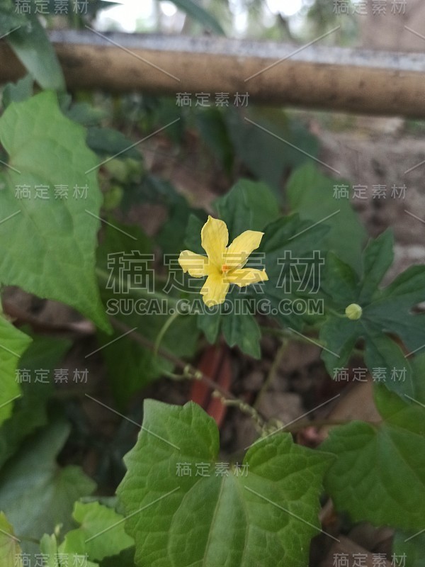 茄子树的花有多漂亮