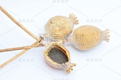 干燥的罂粟头和一堆罂粟种子孤立在一个白色的背景