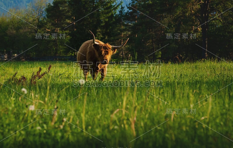 日落时分，在奥地利泰罗尔的米明，苏格兰高地牛在高山景观中行走