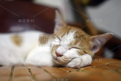 宠物猫