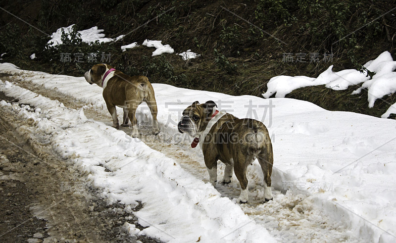 雪中的英国斗牛犬