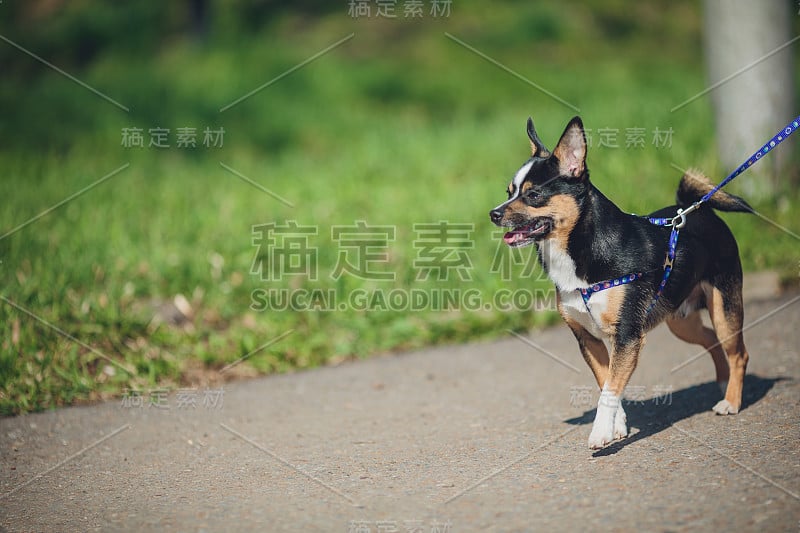 第二次世界大战苏联狗的命令