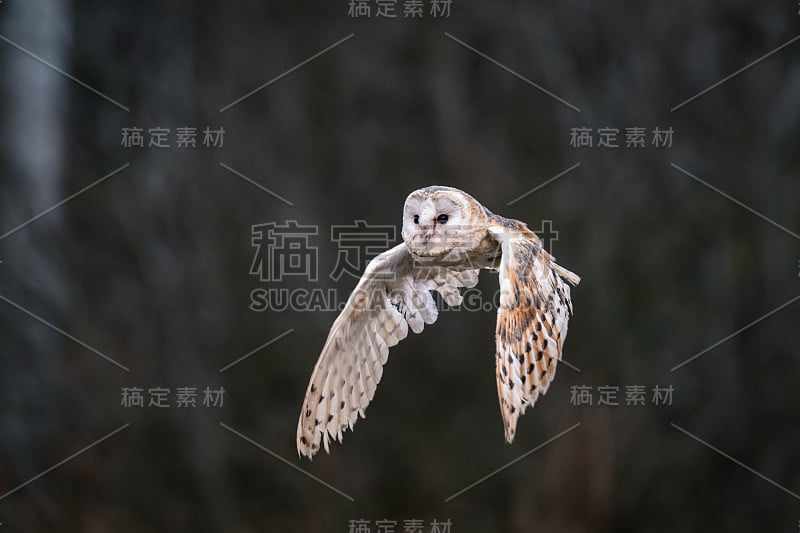 飞行中的小猫头鹰(Tieto Alba)