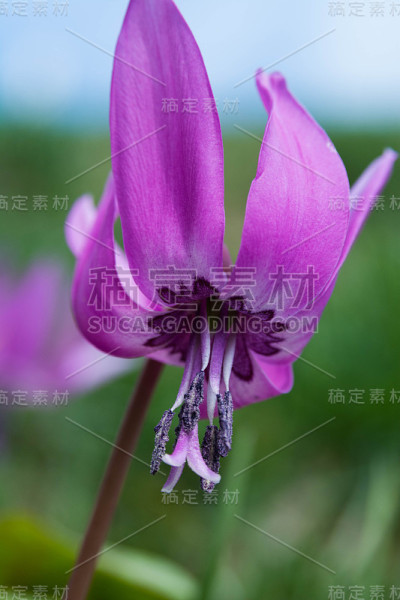 春天盛开的野花“狗齿紫”