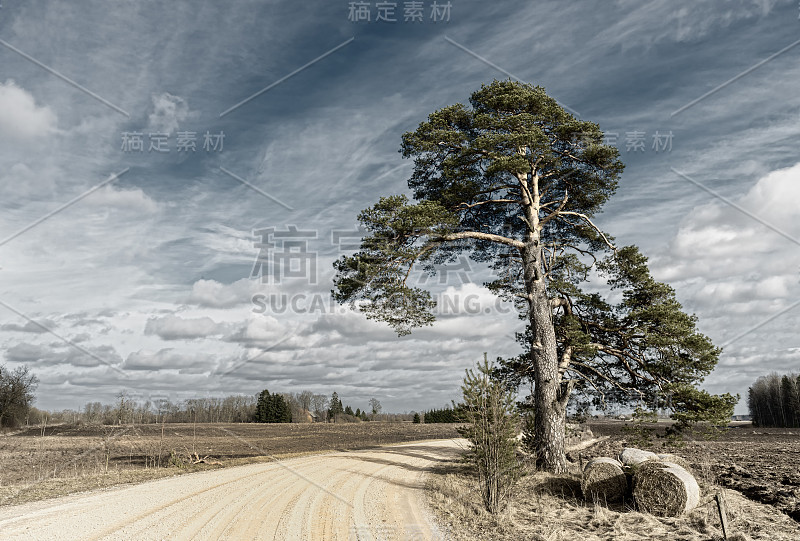 荒凉的拉脱维亚的乡村风景