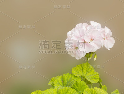 天竺葵属植物的花