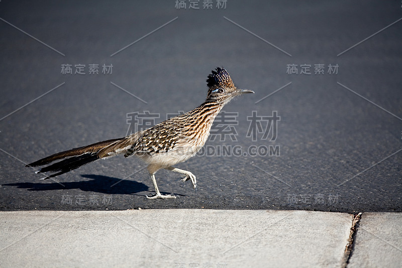 大走鹃
