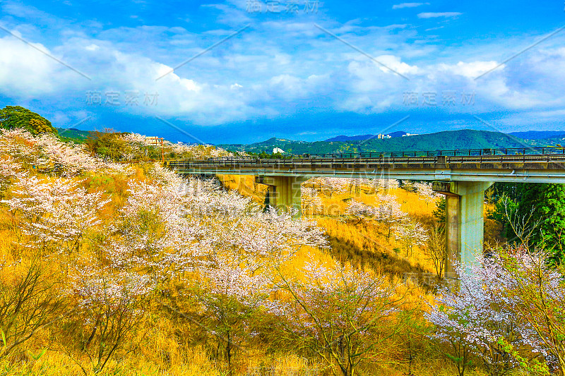 樱花与桥在山上