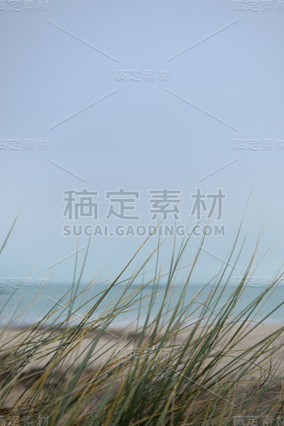 沙草