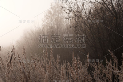 雾秋森林景观。