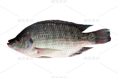 在白色背景上孤立的罗非鱼