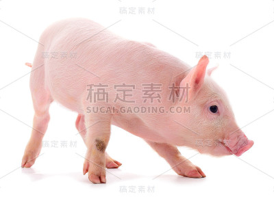 小粉红猪被隔离。