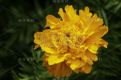 万寿菊在绿色背景的花园里绽放