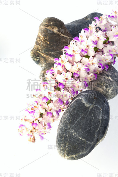 石头和兰花