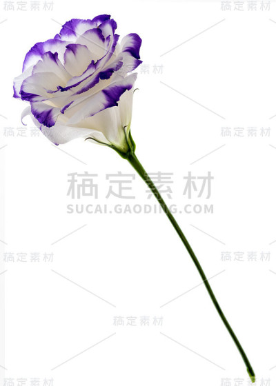 Eustoma花孤立