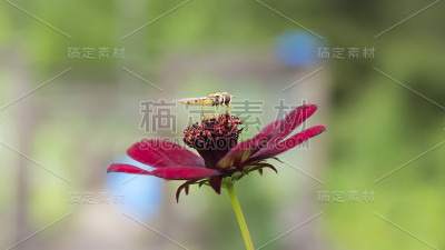 食蚜蝇