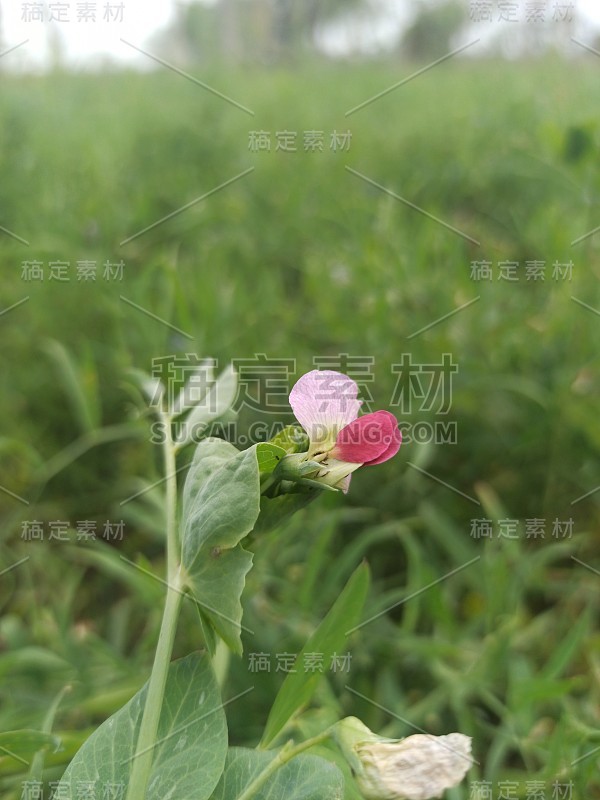 如果不装饰，如何制造甜蜜的花朵。花让人心旷神怡