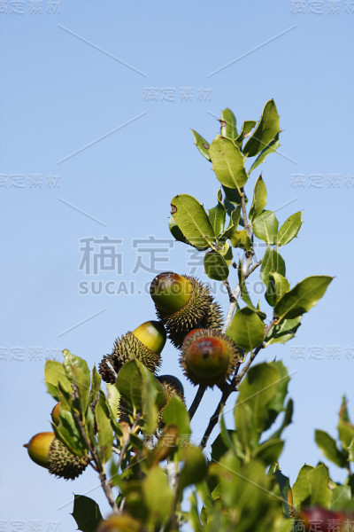 橡子