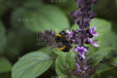 罗勒，西洋参，非洲蓝