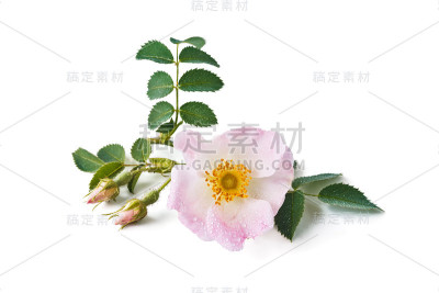 野玫瑰花朵