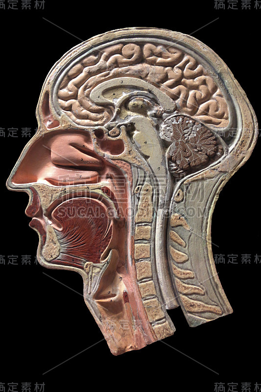 老式的人体头部解剖模型。1860年的石膏模型。