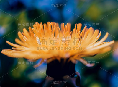 模糊的春花背景。