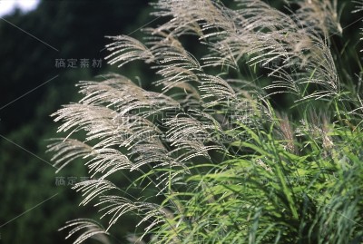 日本蒲苇