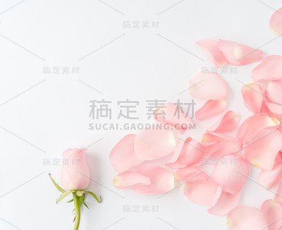 玫瑰和花瓣