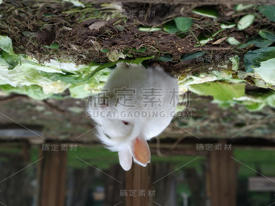 白兔