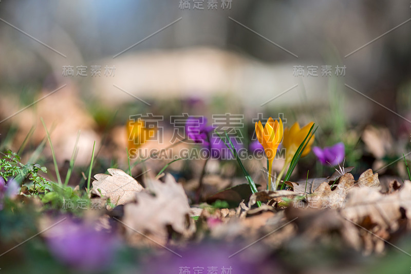 春生番红花和粉红仙客来，选择性集中，拷贝空间