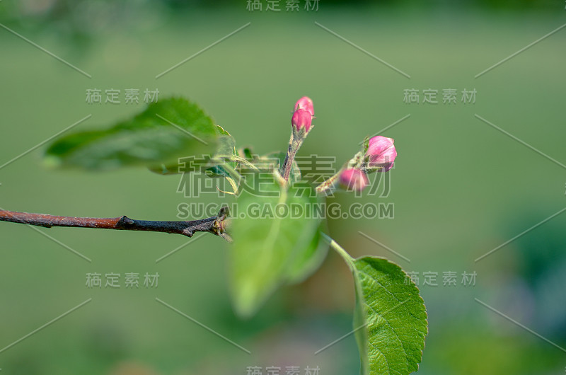 苹果花的图片特写在一个浅绿色的背景